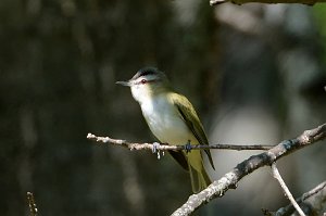 Vireo, Red-eyed, 2015-05176917 Broad Meadow Brook, MA